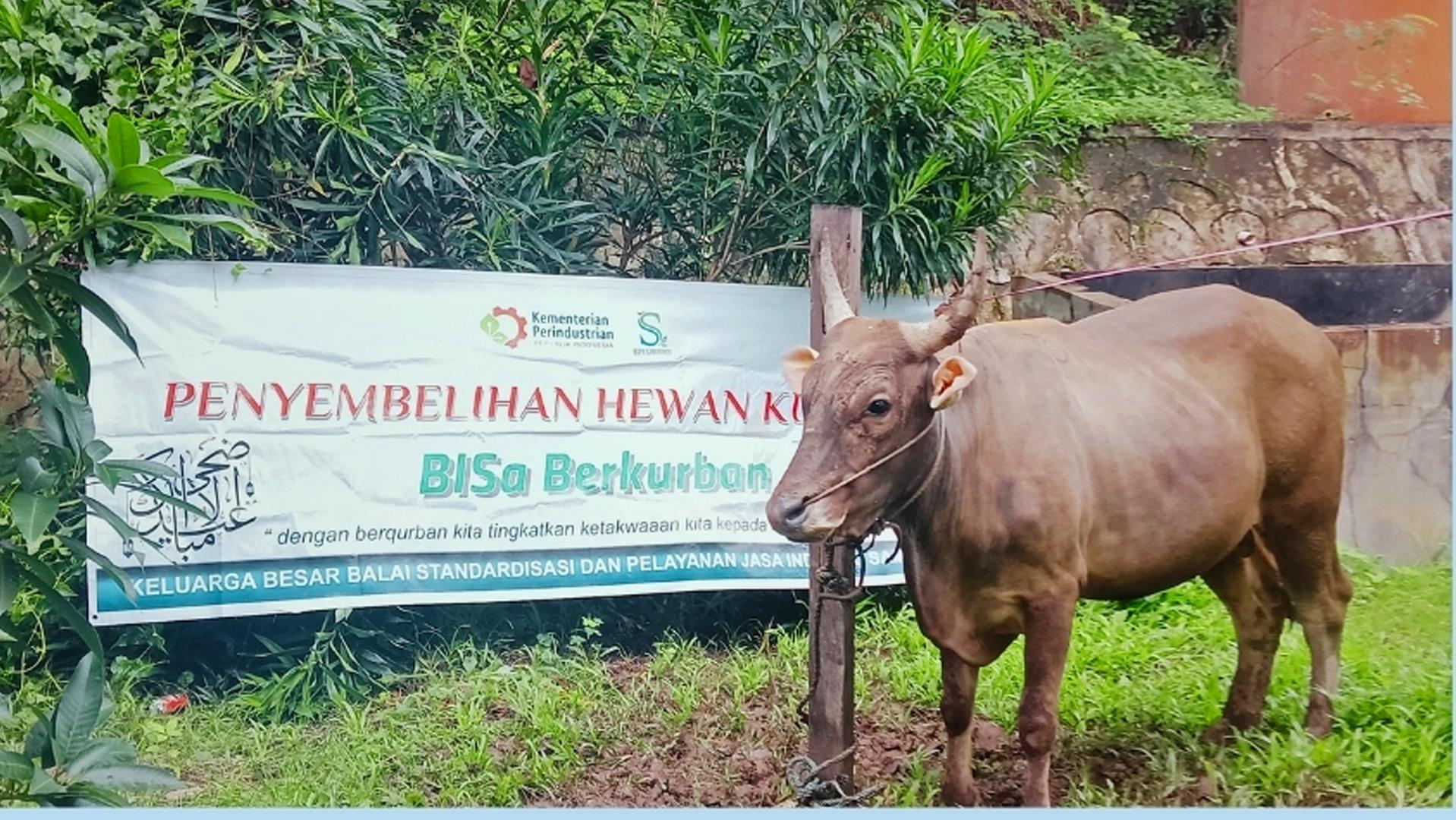 BSPJI Samarinda Selenggarakan Penyembelihan Hewan Kurban 1445H